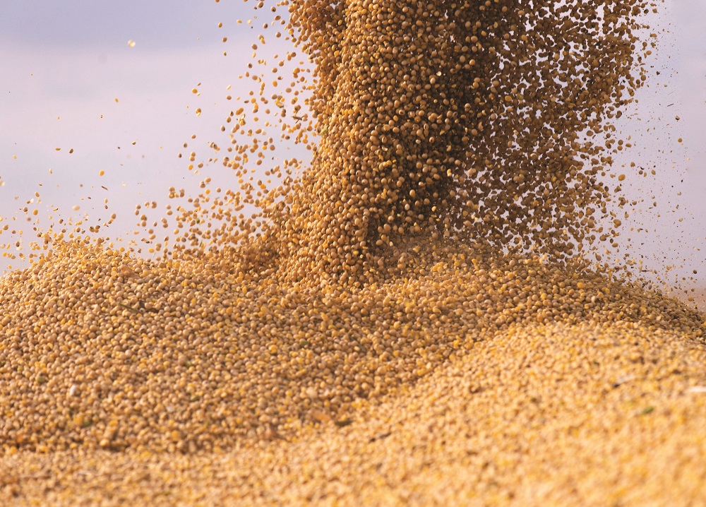 Poultry Feed